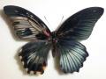 Papilio Gynandromorph 04 (Internet Image property of respective owner, non-commercial use only)